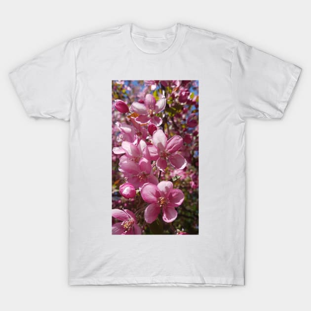 Pink Apple Blossoms in Spring T-Shirt by EmilyBickell